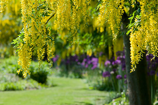 Spring Garden of Laburnums and Alliums Flowering laburnum trees and alliums in the background along the border of a grassy path. bright yellow laburnum flowers in garden golden chain tree image stock pictures, royalty-free photos & images