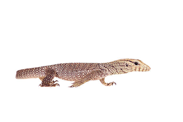 istock Clouded Monitor, Varanus nebulosus, on white 475097152