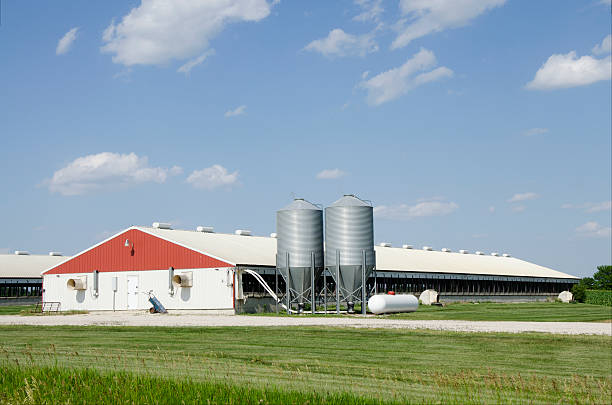 hog containment facility Panoramic photo of a hog/pig containment facility.  It is a somewhat cloudy day, and you can see a long building with two silos. There is a lot of grass and spacious areas surrounding the building, which shows how sad the conditions of the pig facility are. iowa photos stock pictures, royalty-free photos & images