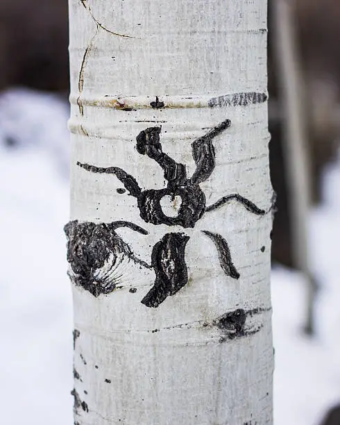 A sun carved on an Aspen Tree on the slopes of Mt Rose in Reno Nevada.