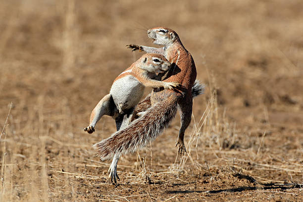 Playing ground squirrels Two ground squirrels (Xerus inaurus) playing, Kalahari desert, South Africa african ground squirrel stock pictures, royalty-free photos & images