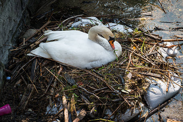 istock swan family nesting - environmental pollution 475098588