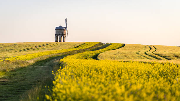 Chesterton windmill surrounded by rapeseed field