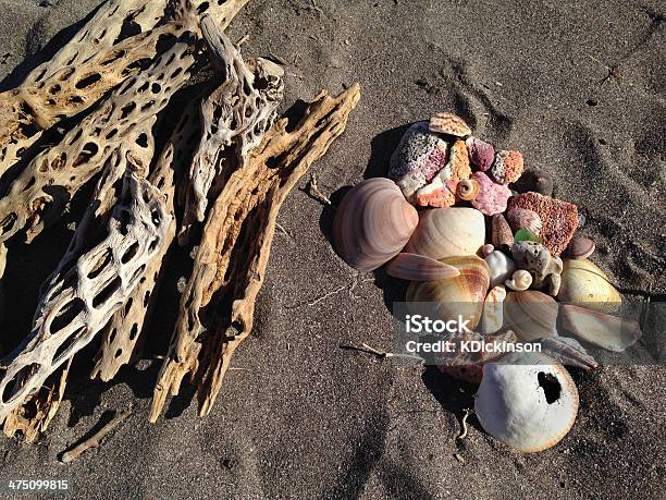 Dried Cactus And Shells Stock Photo - Download Image Now - Animal Shell, Baja California Peninsula, Baja California Sur
