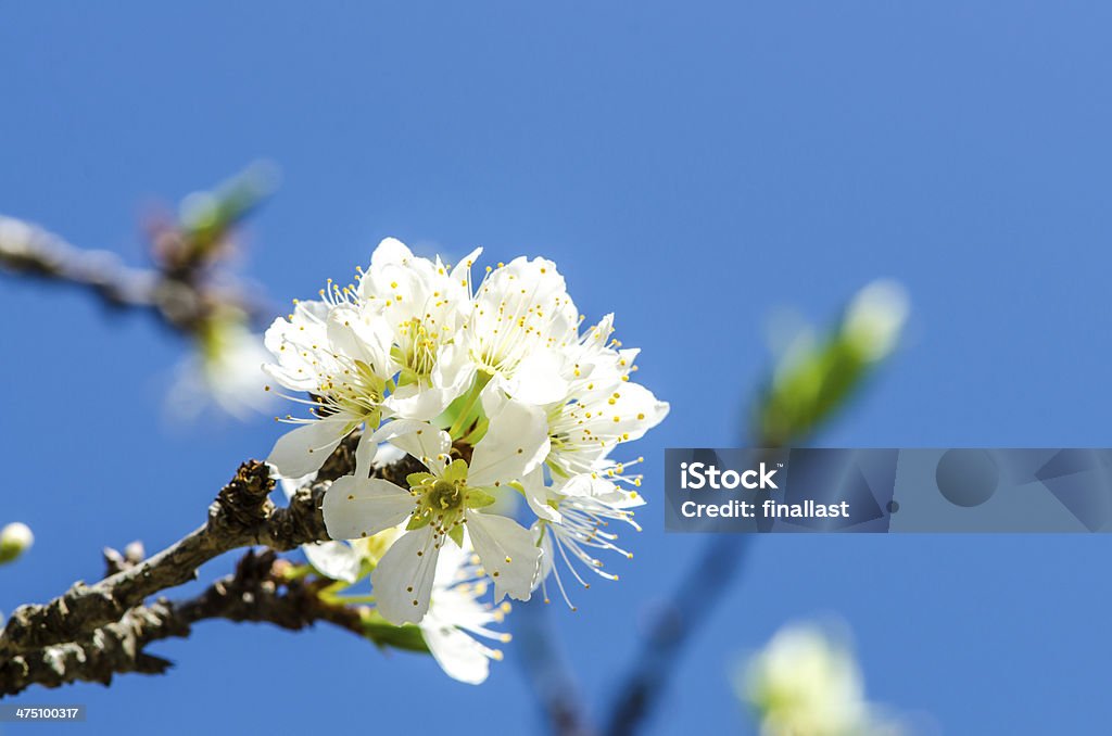 Branco selvagem do Himalaia cereja - Foto de stock de Beleza natural - Natureza royalty-free