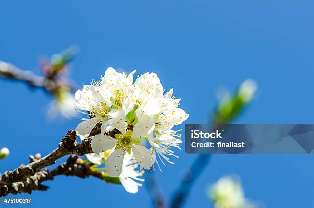 Foto de Branco Selvagem Do Himalaia Cereja e mais fotos de stock de Beleza natural - Natureza - Beleza natural - Natureza, Branco, Cabeça da flor