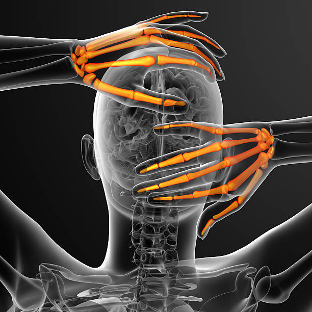 istock 3d render illustration of the skeleton hand 475101970