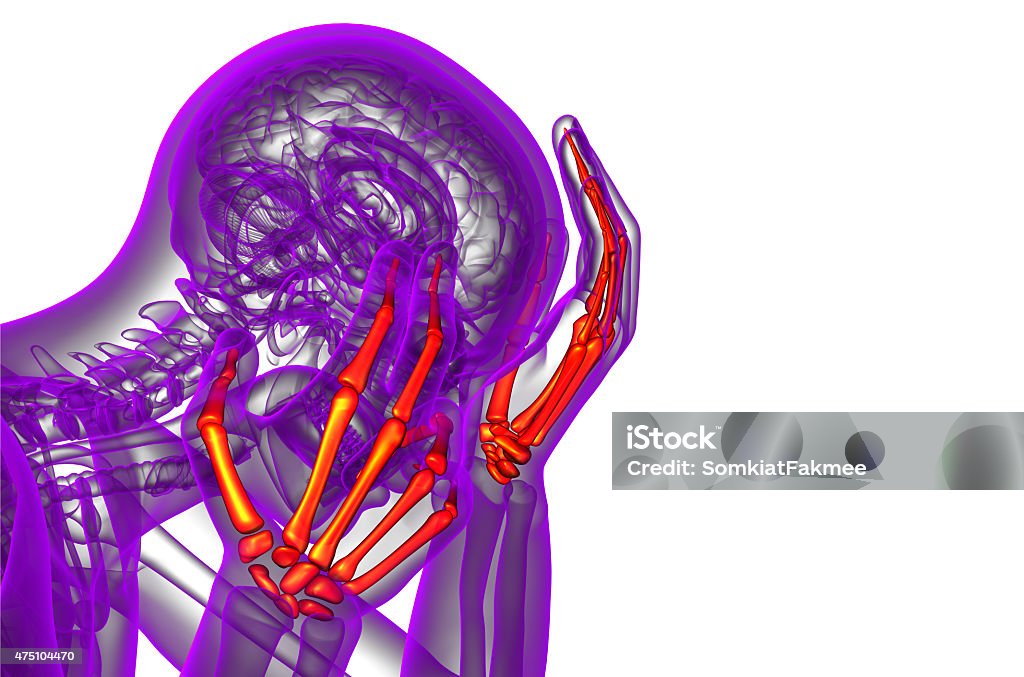 3d render illustration of the skeleton hand 3d render illustration of the skeleton hand - side view 2015 Stock Photo
