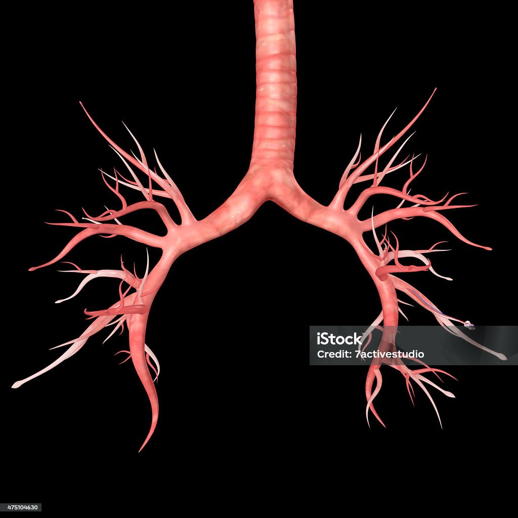 Human Trachea The lungs are the essential respiration organ and are located near the backbone on either side of the heart. 2015 Stock Photo