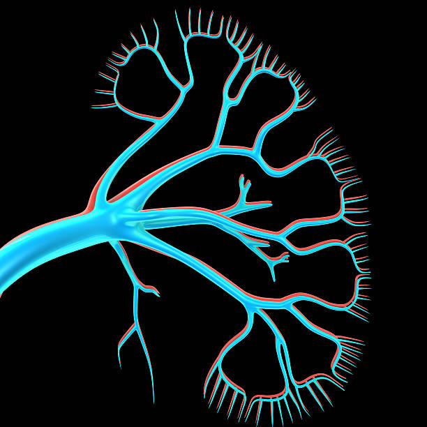 istock Adrenal gland kidneys 475104662