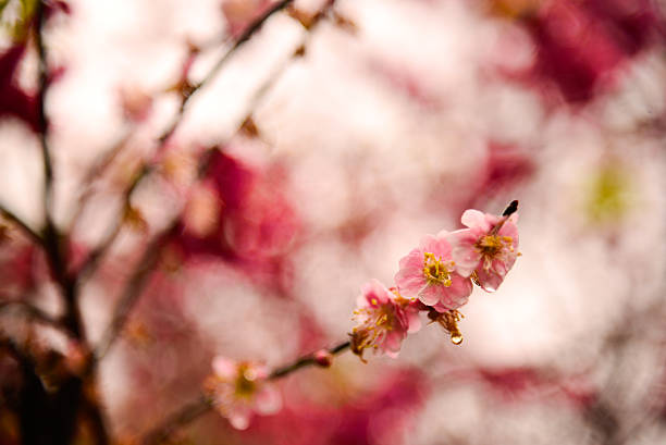 Cherry Blossoms in Taiwan stock photo