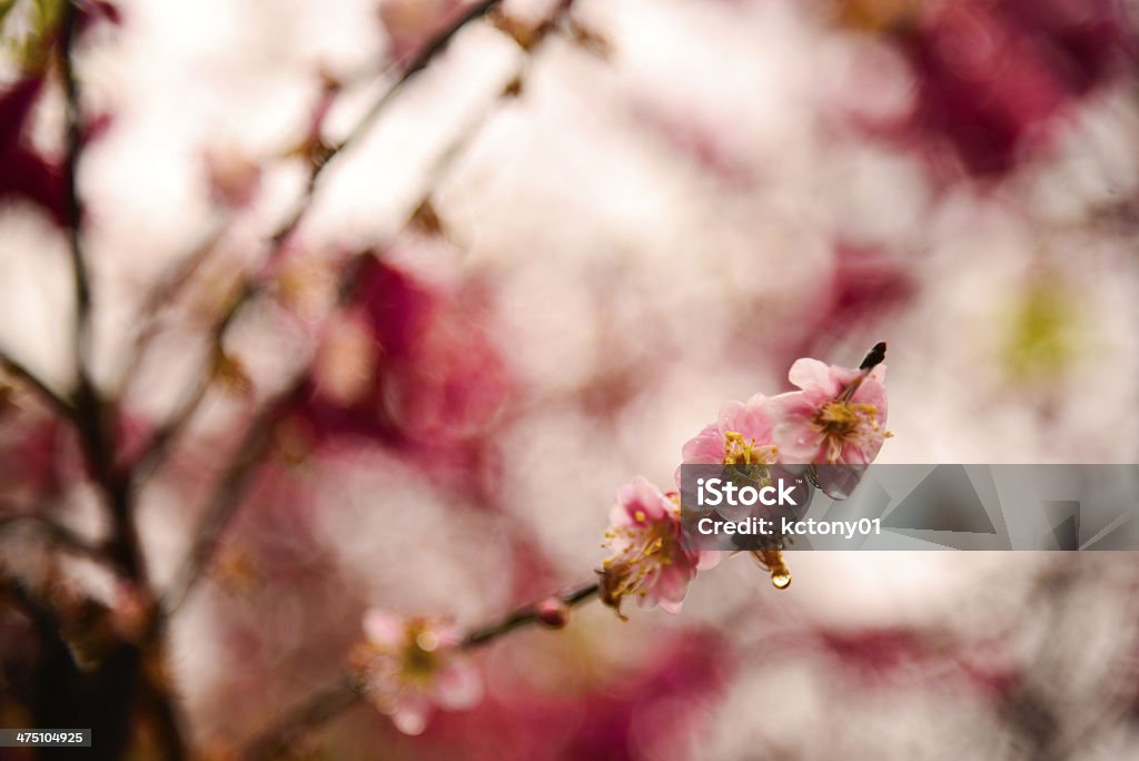 Cherry Blossoms в Тайване - Стоковые фото Без людей роялти-фри