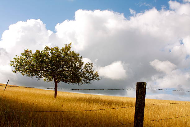 istock Tree and Fence Post in a Yellow Field of Grass 475106996