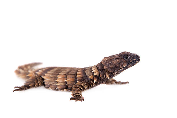 The armadillo girdled lizard, Ouroborus or Cordylus cataphractus, on white 