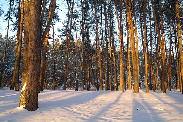 istock Magic sunrise in the snowy forest 475107684