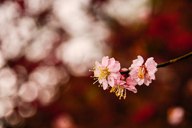 Cherry Blossoms in Taiwan stock photo