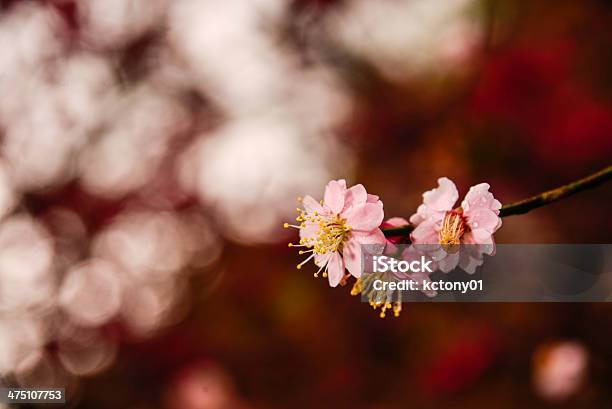 Foto de Cerejeiras Em Taiwan e mais fotos de stock de Amarelo - Amarelo, Botão - Estágio de flora, Cerejeira - Árvore Frutífera