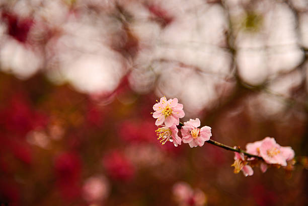 Cherry Blossoms in Taiwan stock photo