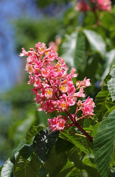 istock Chestnut flower in park in sunny day 475108862