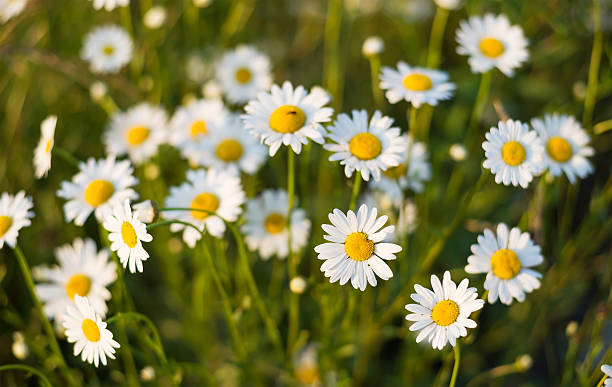 fleurs de printemps - spring close up daisy yellow photos et images de collection