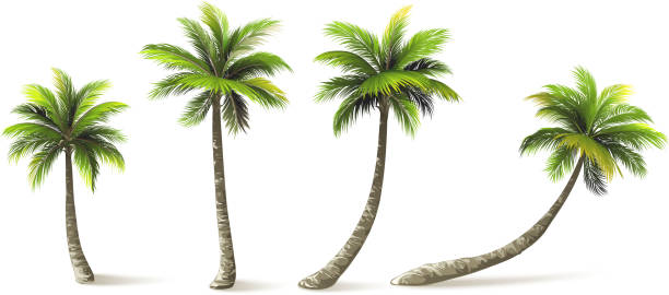 Palm Trees Palm trees with shadow isolated on white. Vector illustration beach vector coconut palm tree stock illustrations