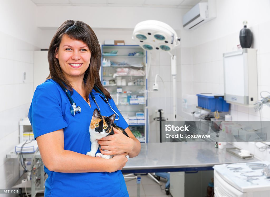 Young woman vet inspects cat Young smiling woman vet portrait with cat in the clinic 2015 Stock Photo