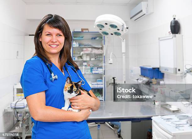 Young Woman Vet Inspects Cat Stock Photo - Download Image Now - 2015, Adult, Adults Only
