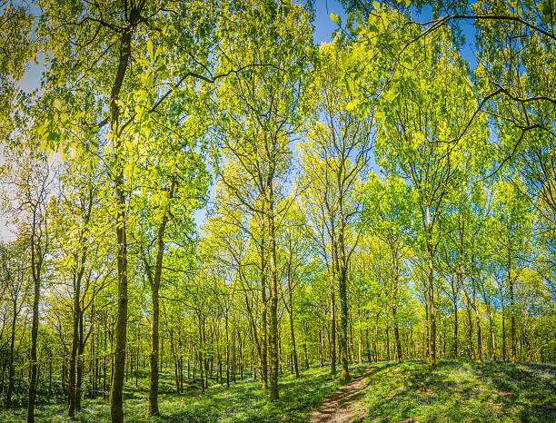 verão, o verde vibrante vegetação exuberante floresta idílica floresta canopy trail - glade light dappled tree - fotografias e filmes do acervo