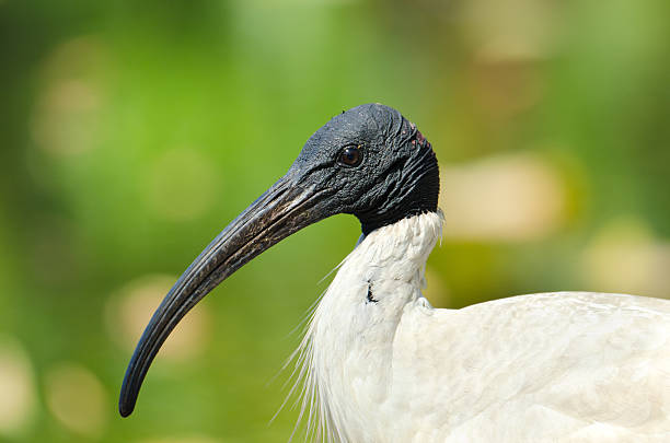 White Ibis d'Australie visage - Photo