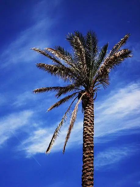 Palm tree against a blue sky, sparse cloud.