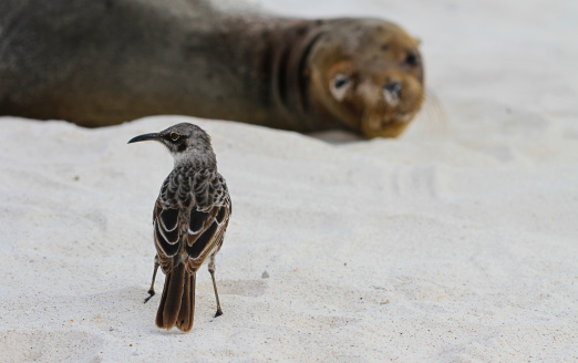 A hood mocking bird scuttles next to his sea lion friend on the white, sandy shoreline of the Galapagos Islands.
