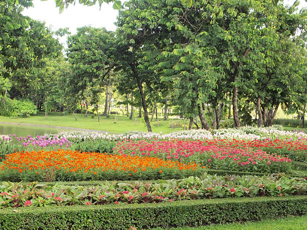 istock Background of Flowers Field 475115509