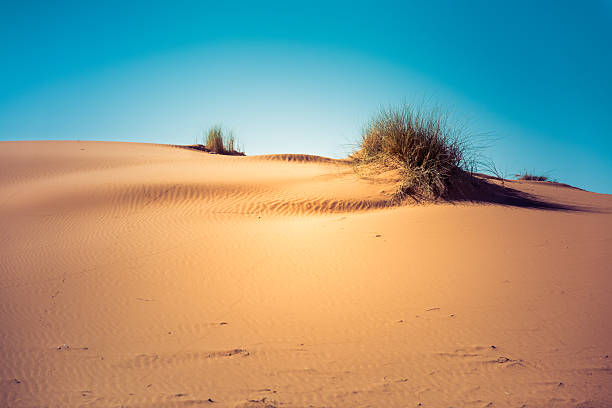 istock Sand dunes in the Sahara desert 475116310