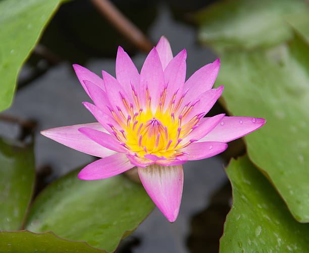 cor de lótus - lotus pink petal closed - fotografias e filmes do acervo