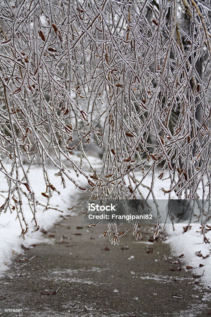 Twigs de gelo - Foto de stock de Bétula royalty-free