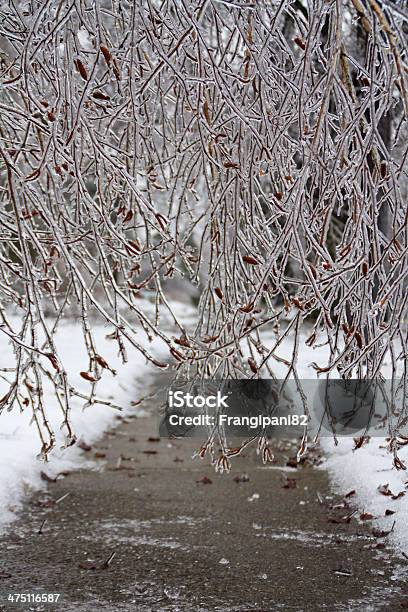 Foto de Twigs De Gelo e mais fotos de stock de Bétula - Bétula, Congelado, Exterior