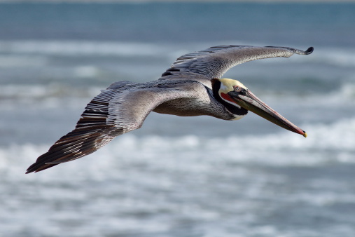 An adult Brown Pelican flying low over the surf at Surfrider Beach, Malibu, California.