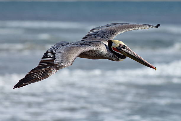 Brown Pelican Flying at Surfrider Beach An adult Brown Pelican flying low over the surf at Surfrider Beach, Malibu, California. brown pelican stock pictures, royalty-free photos & images