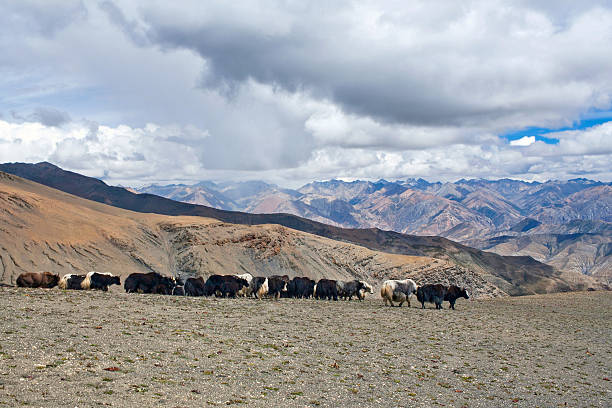 istock Caravan of yaks in Dolpo, Nepal 475117354