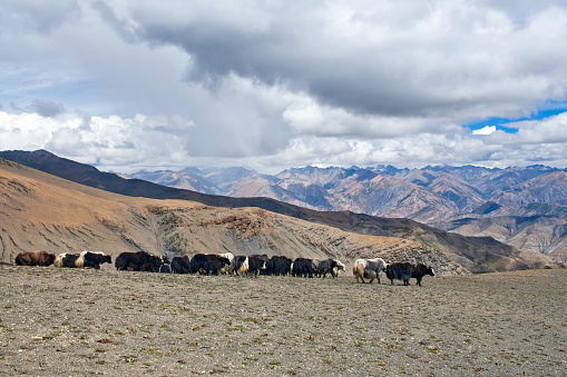 Caravan of yaks in Dolpo in the Nepal Himalaya. Domesticated yaks have been kept for thousands of years, primarily for their milk, fibre and meat, and as beasts of burden. Their dried droppings are an important fuel, used all over Tibet, and are often the only fuel available on the high treeless Tibetan Plateau.
