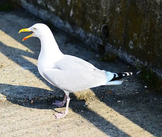 Seagull with beak open