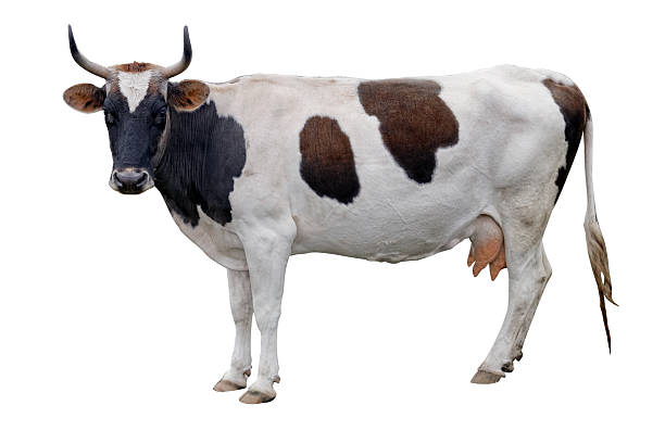 istock Profile of Holstein cow 475118244