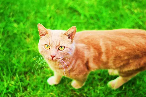 Ginger tom-cat walking on grass