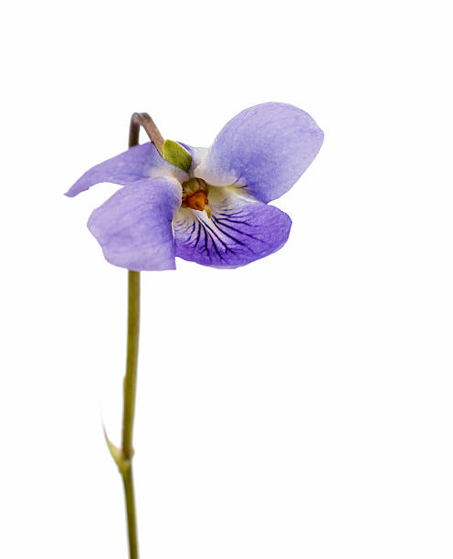 istock Wood violets flovers 475118278
