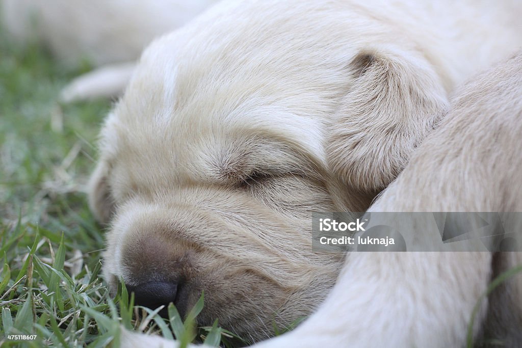 sleeping labrador puppies on green grass sleeping labrador puppies on green grass - three weeks old. Animal Stock Photo