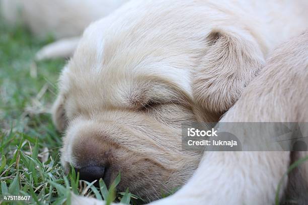 Sleeping Labrador Puppies On Green Grass Stock Photo - Download Image Now - Animal, Backgrounds, Brown