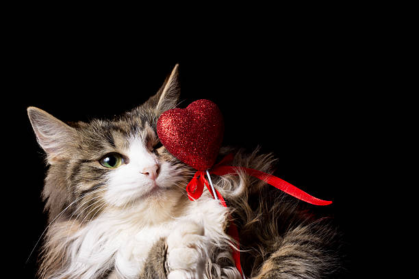 istock fluffy beautiful young kitty with heart on a black background 475118689