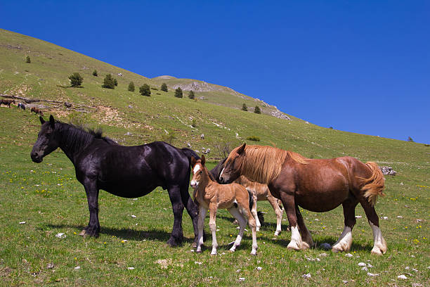 istock Horses family in a meadow 475118798