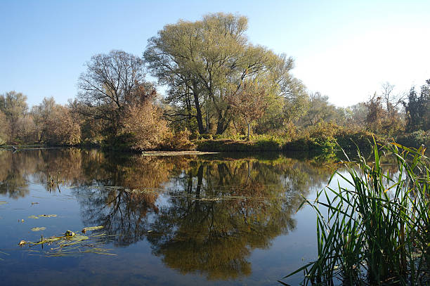 istock River landscape and  autumn wood 475118948