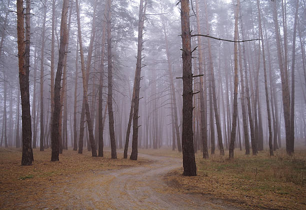 istock Autumn forest in the morning mist 475118978